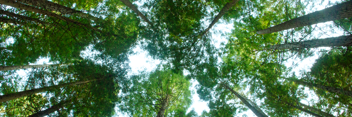Looking up into a dense canopy of tall trees, with sunlight filtering through the leaves