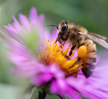 Bee sitting on a purple flower, suggesting pollen as an allergy trigger