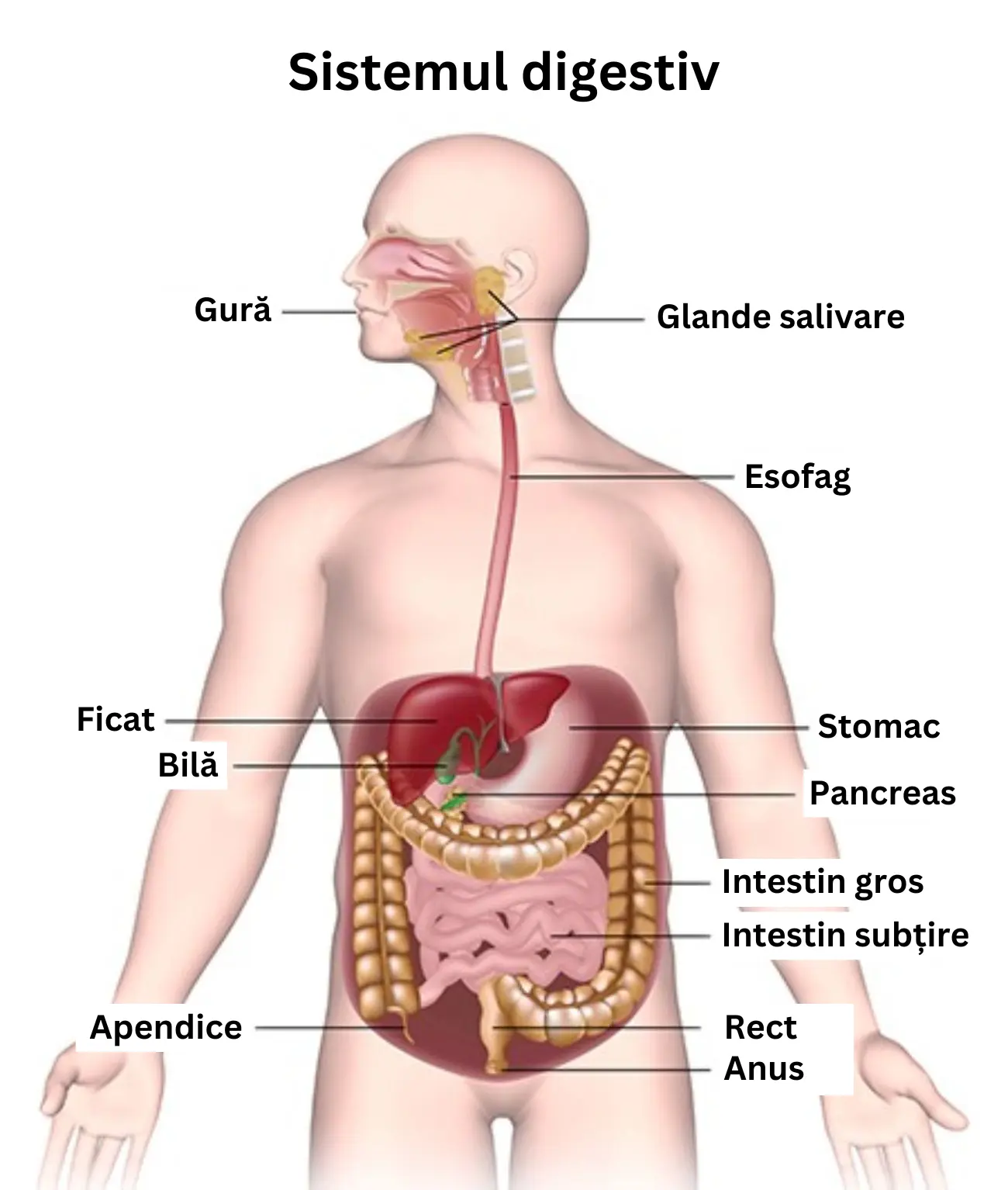 Ilustrație: The Digestive System (NIH NIDDK, 2017)